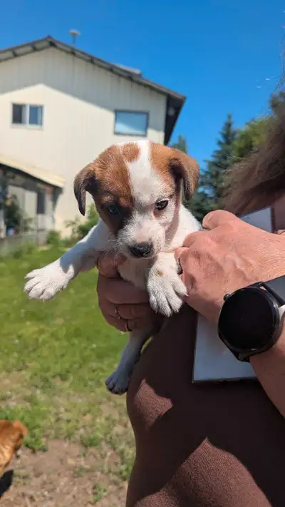 Jack Russell puppy, View more