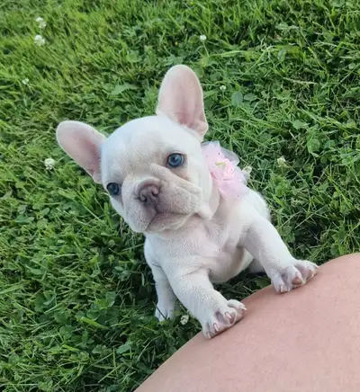 CKC French Bulldog Puppies, View more