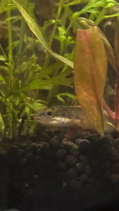 I’m looking to rehome my Senegal bichir. Unfortunately, I wasn’t fully aware of how large they can g...