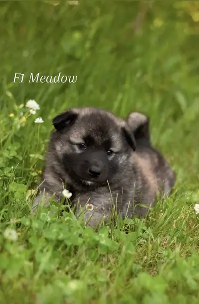 Norwegian Elkhound Puppies, View more