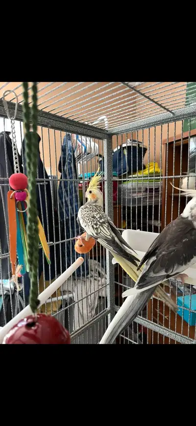 3 left. Two yellows and one grey. Juveniles.
