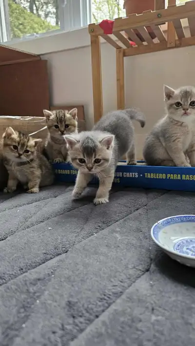 Chatons British Shorthair, View more