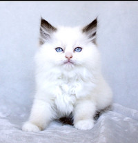 Beautiful Purebred Ragdoll Kittens 