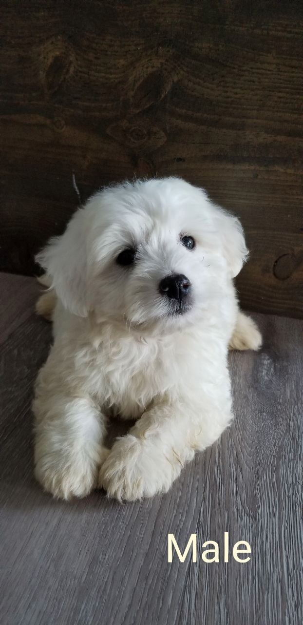 Puppy for sale Dogs & Puppies for Rehoming Chilliwack Kijiji