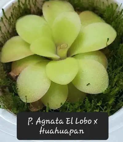 Pinguicula Agnata El Lobo x Huahuapan butterwort carnivorous pl, View more