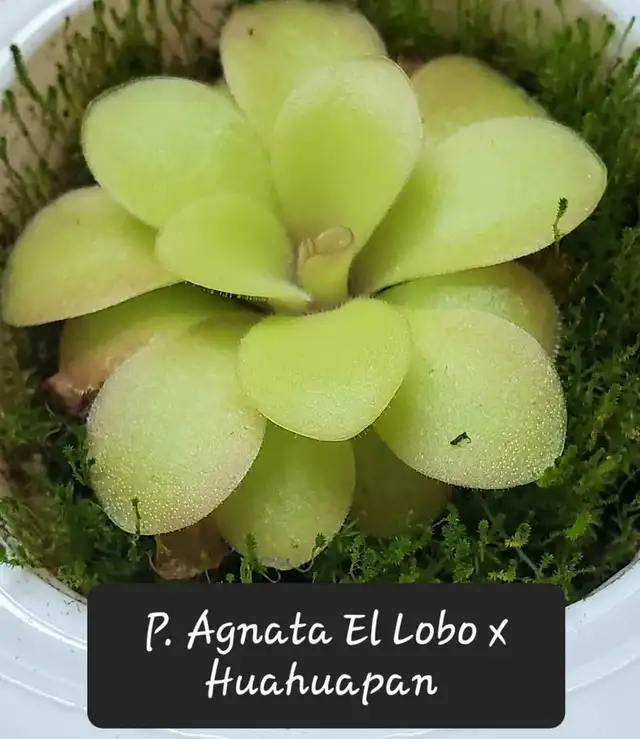 Pinguicula Agnata El Lobo x Huahuapan butterwort carnivorous pl in Plants, Fertilizer & Soil in City of Toronto - Image 2