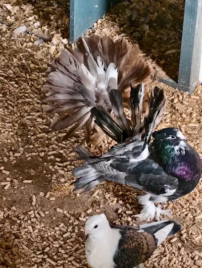 big female fantail pigeon trade , View more