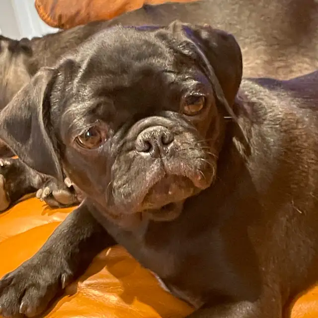 pug puppy in Dogs & Puppies for Rehoming in West Island - Image 5