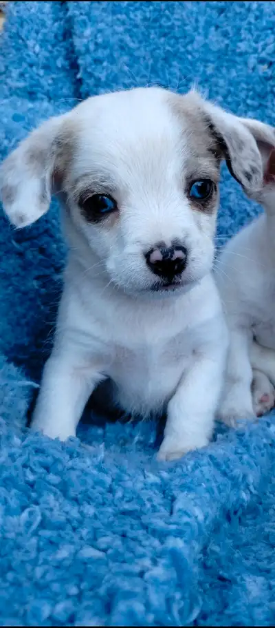 rare Frenchie poo - froodles, View more