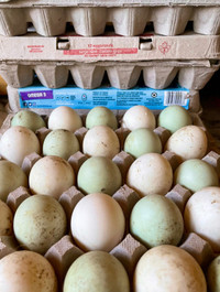 DUCK EGGS Large Farm Fresh Eggs