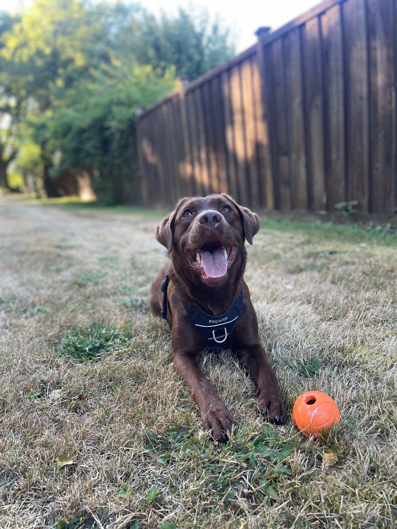 Dog walking Experience you can trust Animal & Pet Services Delta