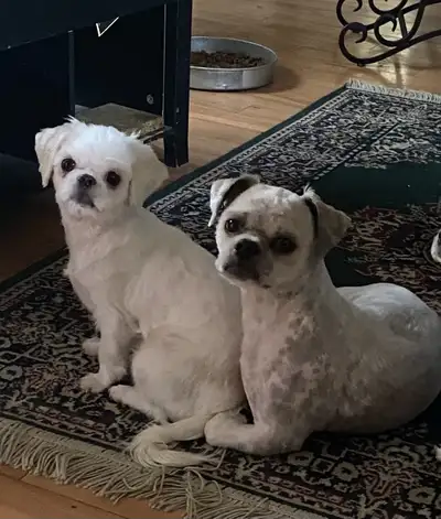 Shih tzu puppies  born on February 3, View more