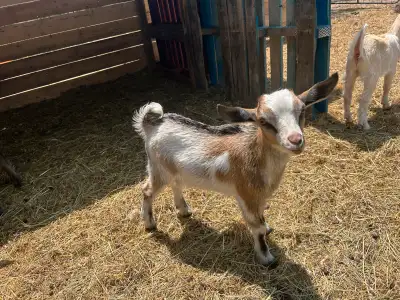 Purebred Nigerian Dwarf bucklings for sale. Naturally polled. Happy and healthy. Ready to go end of...