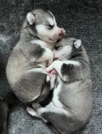 Purebred Siberian Huskies