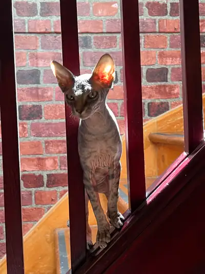 Chat Sphynx Femelle Bébe, View more