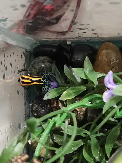 dart frogs, View more
