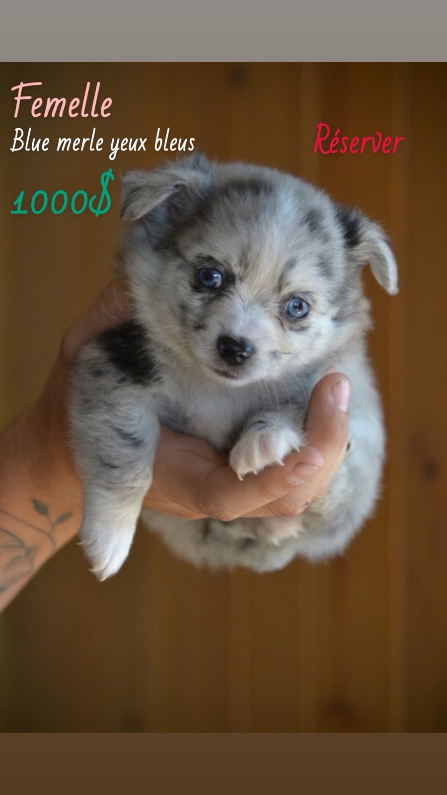 chiot pomsky | Dogs & Puppies for Rehoming | Laurentides | Free local ...