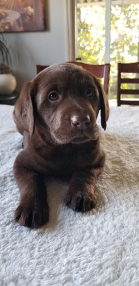 Beautiful Labrador Puppies available 
