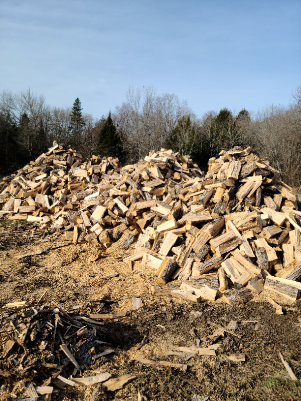 Bulk Firewood 95% Hard Maple in Other in Sudbury - Image 2