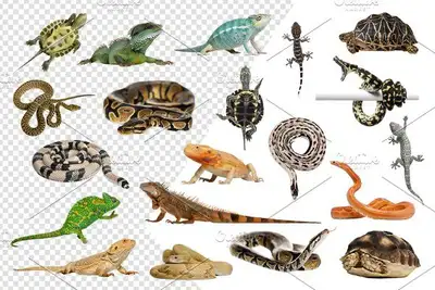 Hi there! I’m offering a safe, permanent home for any reptiles in need of rehoming or rescue—whether...