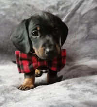 Adorable Miniature Dachshund Puppy