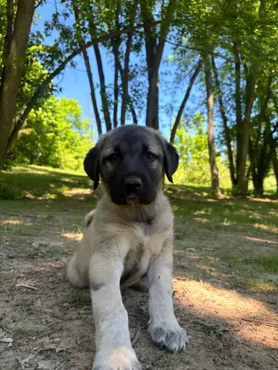 Kangal puppies for sale , View more
