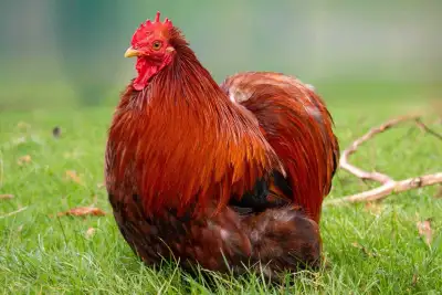 bantam cochin hatching eggs, View more