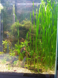 Jungle Vallisneria for sale $2