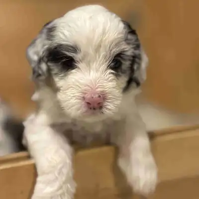 Doodle Puppies, View more