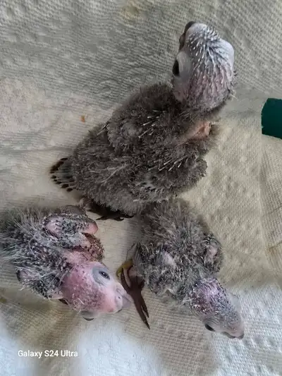 Baby Greencheek Conures, View more