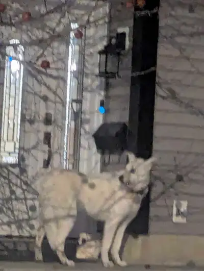 white dog with red collar wondering down 33rd ave and 48th St, View more