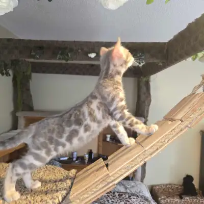 Bengal kitten, 1 left, female, View more