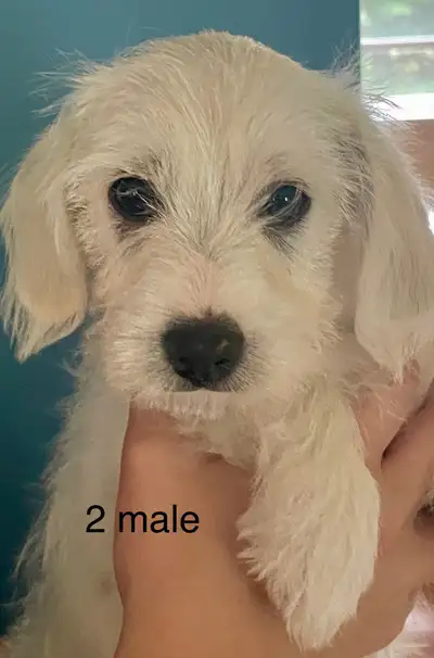 1 adorable male puppy!, View more