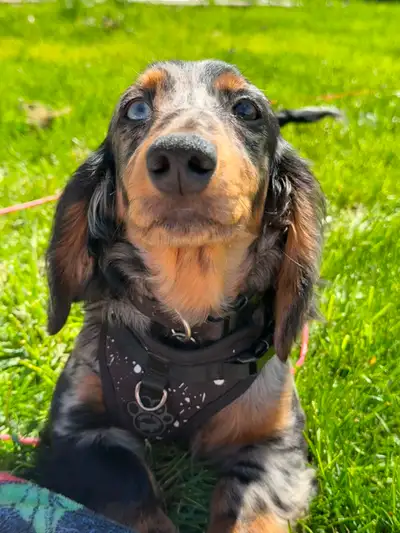 6 Month Old Miniature Dachshund Puppy, View more