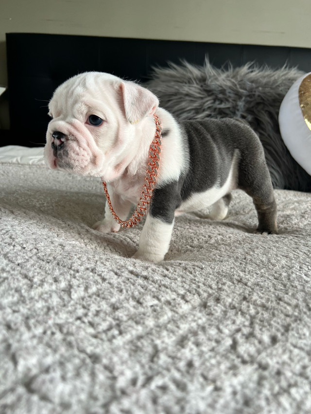 bouledogue anglais/ English bulldog dans Chiens et chiots à adopter  à Laval/Rive Nord - Image 4