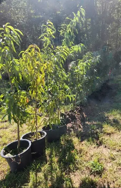 I am offering healthy and vibrant peach trees, perfect for adding beauty and fresh fruit to your gar...
