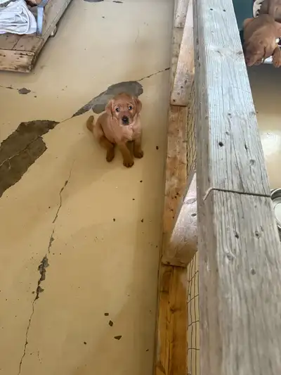 CKC Foxred Puppies for sale!!!, View more