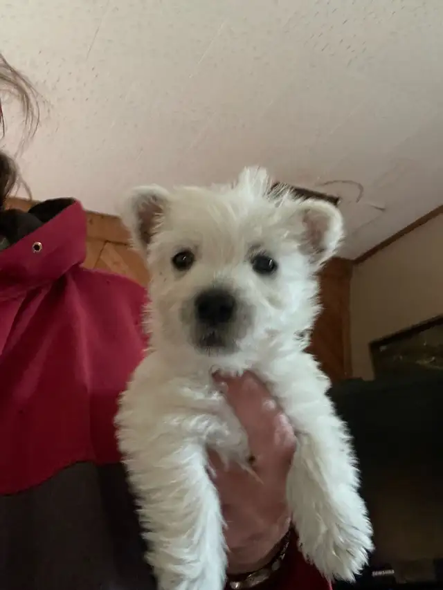 CKC registered West Highland White Terrier Male pups in Dogs & Puppies for Rehoming in Edmonton - Image 4