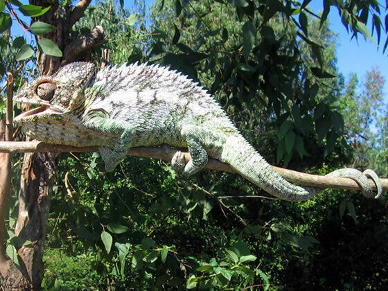 BEAUTIFUL RARE CHAMELEONS in Reptiles & Amphibians for Rehoming in Muskoka - Image 3
