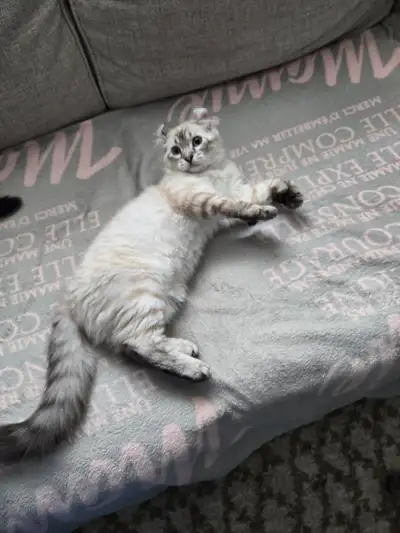 J’ai un chaton mâle à vendre il est blanc tigrée brun très gentil aime bien les autre animaux ses un...