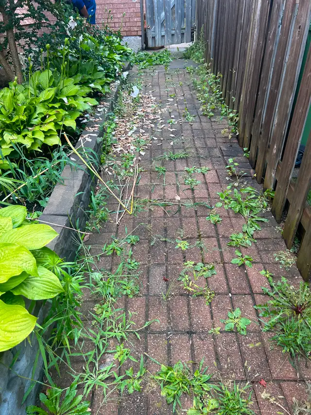 Landscaping & Junk Removal62863721646979123