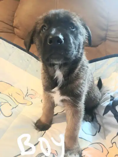 Belgium malinois/ german sheppard mix, View more