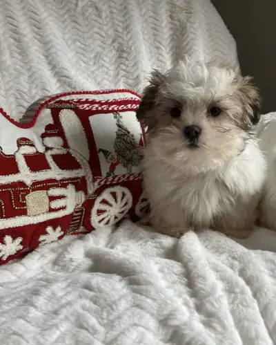 A1-Kennel, View more