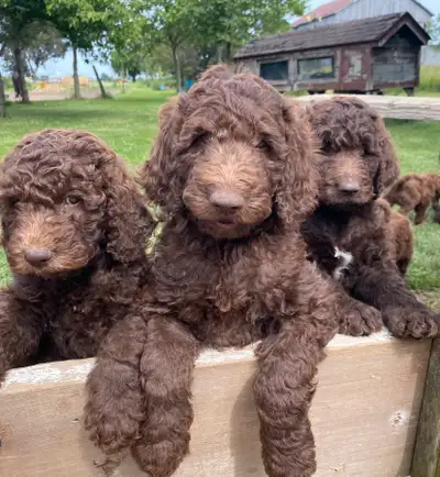 Chocolate F1b Goldendoodle puppies, View more