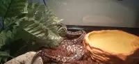 Beautiful young female Ball python 