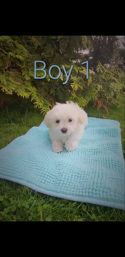 Malchipoo Puppies READY NOW!, View more