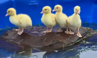 canard a vendre , View more