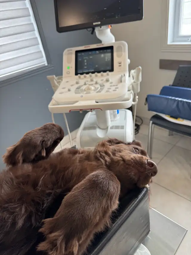 Doodles brun chocolat à adopter - Newfiepoo - newfie doodle in Dogs & Puppies for Rehoming in Laurentides - Image 9