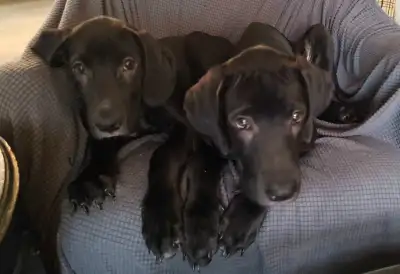 We have. 2 beautiful female Great Dane/ Cane Corso puppies born on Valentine's day left and are read...