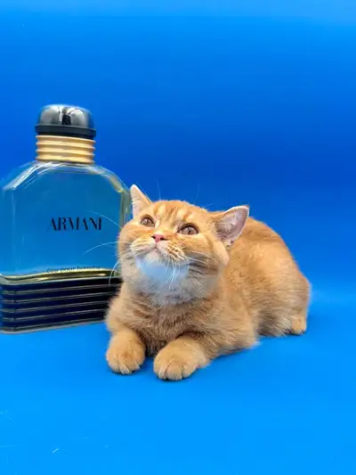 Scottish  male kitten, View more